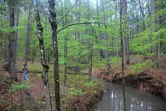 A hiker on the Trail Between the Lakes, Sabine National Forest.