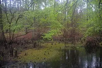 A cypress slough with sphagnum bog and blackwater, Sabine National Forest.