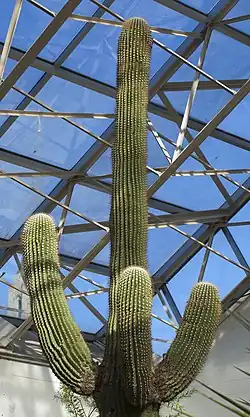 A saguaro cactus in the Sonoran Desert display