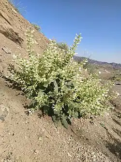 Salvia Tingitana in Deserts of Isafahan