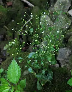 Mature inflorescences are widely spreading, with fruits on long stalks