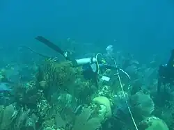 Measuring the size of gorgonians along a transect in a coral reef of Bermuda.