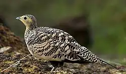 Chestnut-bellied sandgrouse