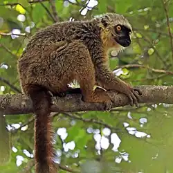 Brown lemur
