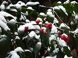 Berries in winter