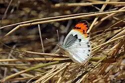 Female Colotis evenina