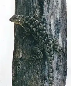 Eastern spiny lizard (S. spinosus)