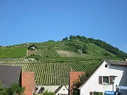 Schlossberg mountain seen from the valley. Difference in elevation is about 150&nbsp;m (500&nbsp;ft). The steepest vineyards are bringing the best wines.