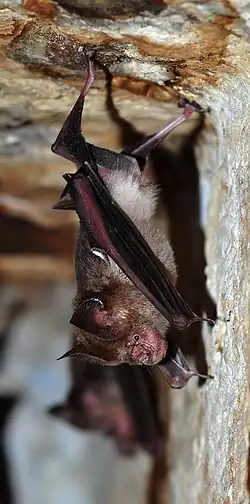 Brown bat