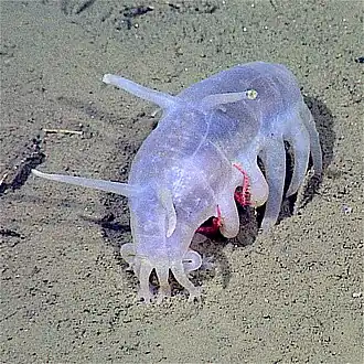 The sea pig, a deep water sea cucumber, is the only echinoderm that uses legged locomotion.
