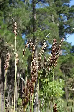 Flowering heads