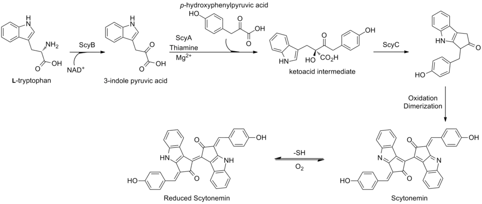 Scytonemin biosynthesis in Lyngbya aestuarii.[11]
