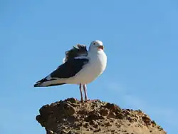 Western gull at Point Lobos State Natural Reserve, California, US