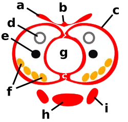 A coloured graphic showing a horizontal cross-section of Lepidoptera mouthparts with body parts labelled