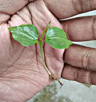 Seedling of Bombax species