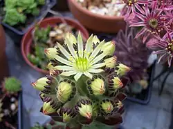 Sempervivum pittoni