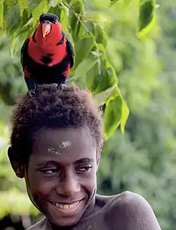 A black-capped lory perching on a boy's head at Kaminabit village, Middle Sepik