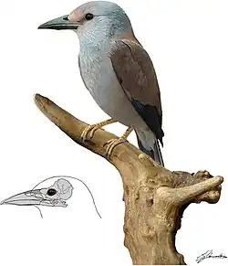 Septencoracias morsensis