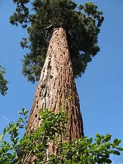 Sequoia tree