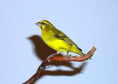 C. m. barbata Captive bird