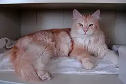 Cameo (red silver) shaded Maine Coon.