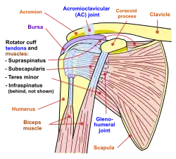 Diagram of the human shoulder joint, front view