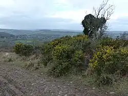Medieval estate boundary earthwork on Shute Shelve Hill