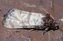 Phalonidia lavana pictured from the right side against a brick background. The entire right side of the moth is clearly visible, and the moth is centered in the image.