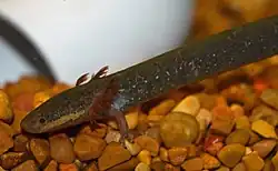 Siren intermedia nettingi, western lesser siren