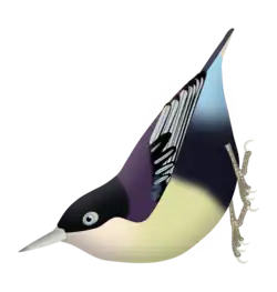 Sitta azurea nigriventer - Western Java Purplish-blue upper parts, blue coverts and buffy belly.