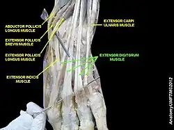 Extensor digitorum muscle
