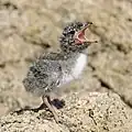 Young chick calling for parent