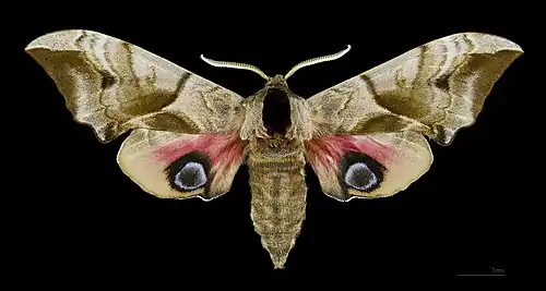 Female eyed hawkmoth, Smerinthus ocellatus, mounted to show the large eyespots