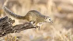 Gray squirrel