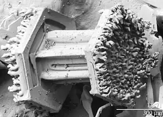 Micrograph of a snowflake