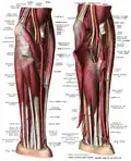 Antebrachium seen anteriorly, showing nerves and vasculature