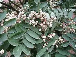 Foliage and clusters of small white fruits