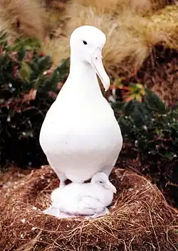 Southern royal albatross, Diomedea epomophora with chick on mound nest on Campbell Island