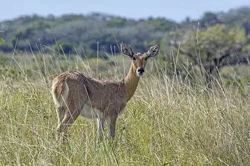 Southern reedbuck (Redunca arundinum) female Maputo.jpg