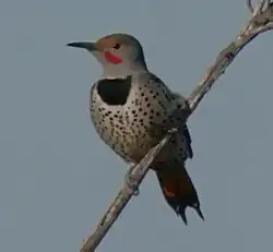 C. a. collaris, in New Mexico