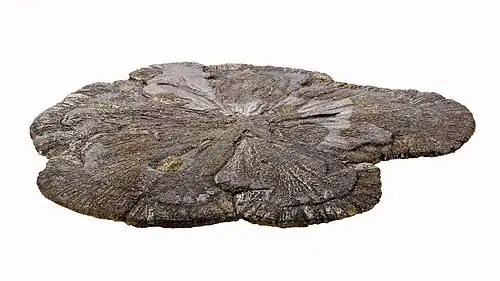 Image 2A pyrite disc, also called a "miner's dollar," from a coal mine in Sparta. Image credit: Cccefalon (photographer and digital retouching) (from Portal:Illinois/Selected picture)