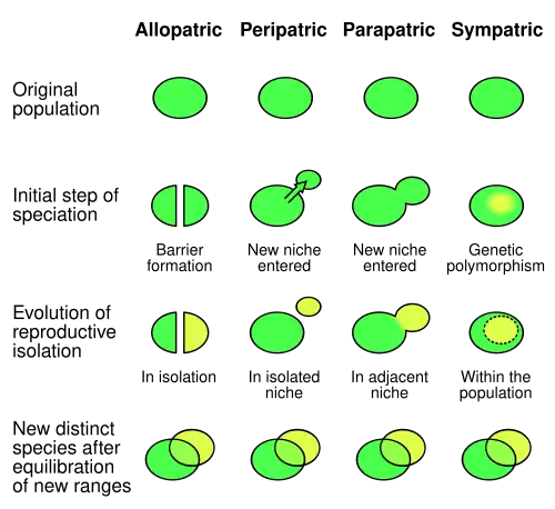 Image 10Comparison of allopatric, peripatric, parapatric and sympatric speciation (from Speciation)