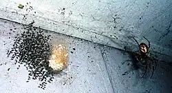 N. papuana with egg sac and spiderlings