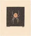 Spider in a web (1918)[21]