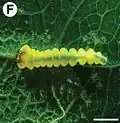 Fourth-instar larva in the mine