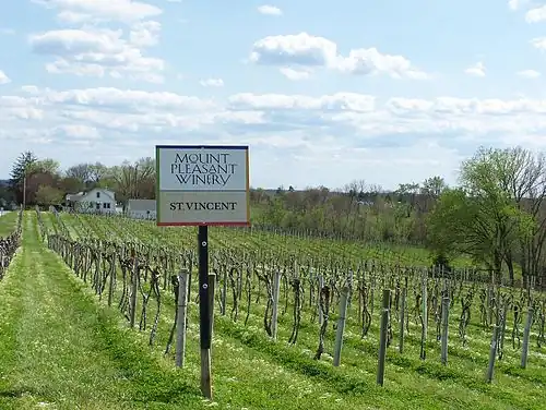 St. Vincent vines along Route 94
