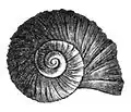 Drawing of apical view of the shell