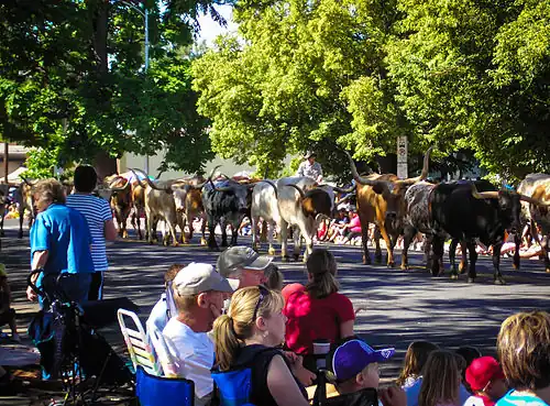 Photo of the Greeley Stampede Parade in Weld County, Colorado