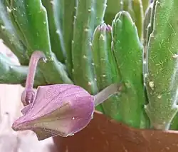 The flower buds of Stapelia leendertziae