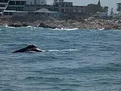Starboard swimming past a restaurant off Mossel Bay's The Point